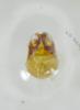 Brachygluta xanthoptera